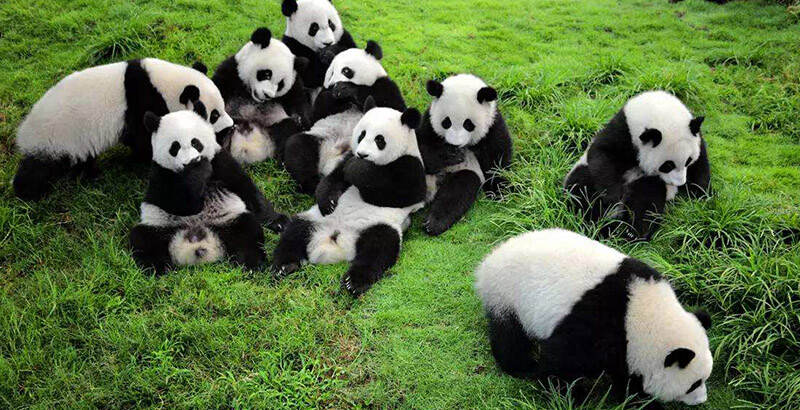 Chengdu Research Base Of Giant Panda Breeding - Education Republic