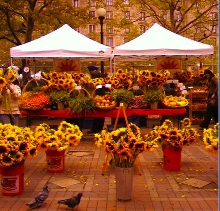 Berkunjung Ke Farmers Market - Education Republic