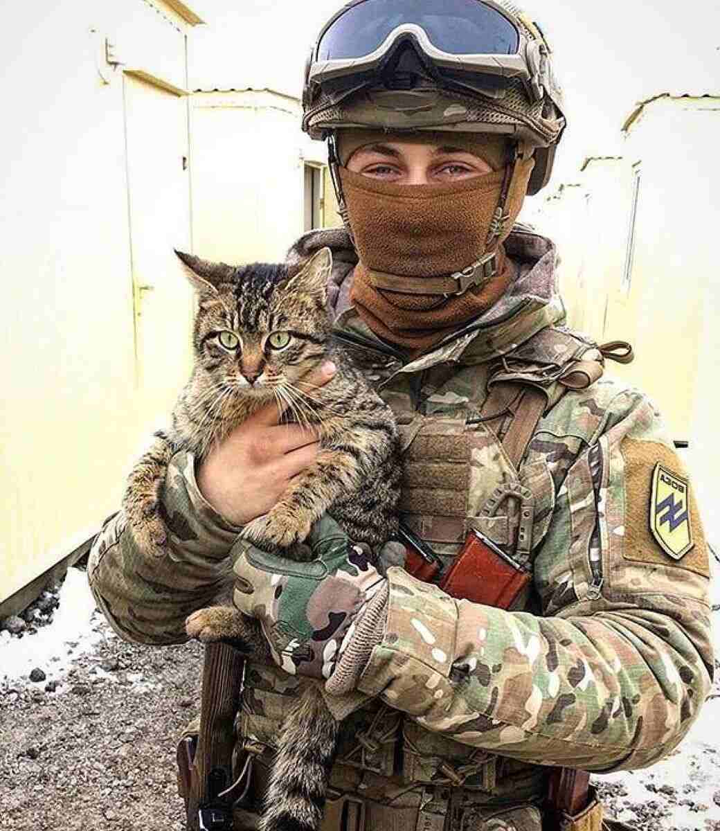 Military Working Cat - Education Republic